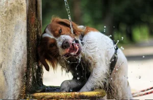 como afecta el calor a tu mascota